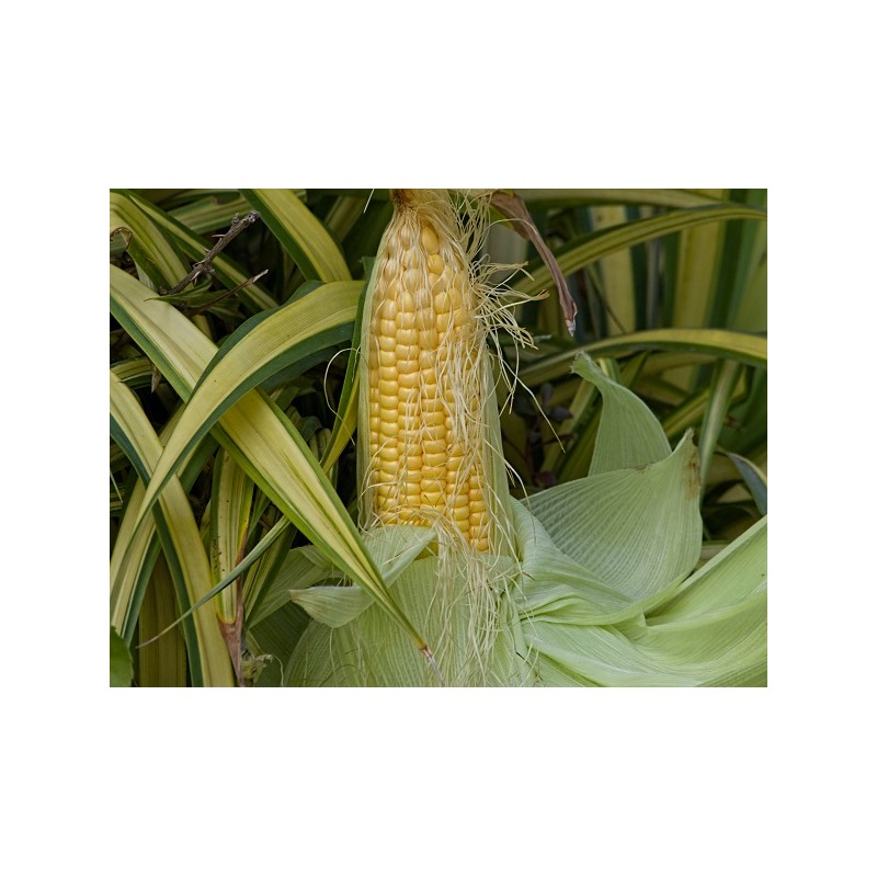 Golden Bantam Sweet Corn