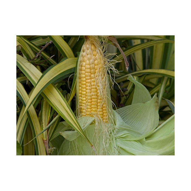 Golden Bantam Sweet Corn