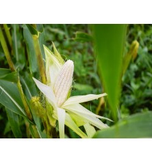 Stowell's Evergreen Corn