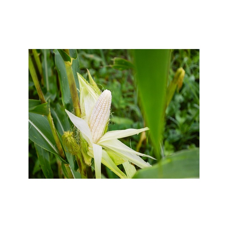 Stowell's Evergreen Corn