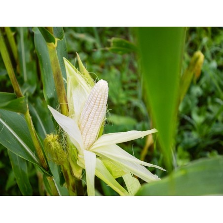 Stowell's Evergreen Corn