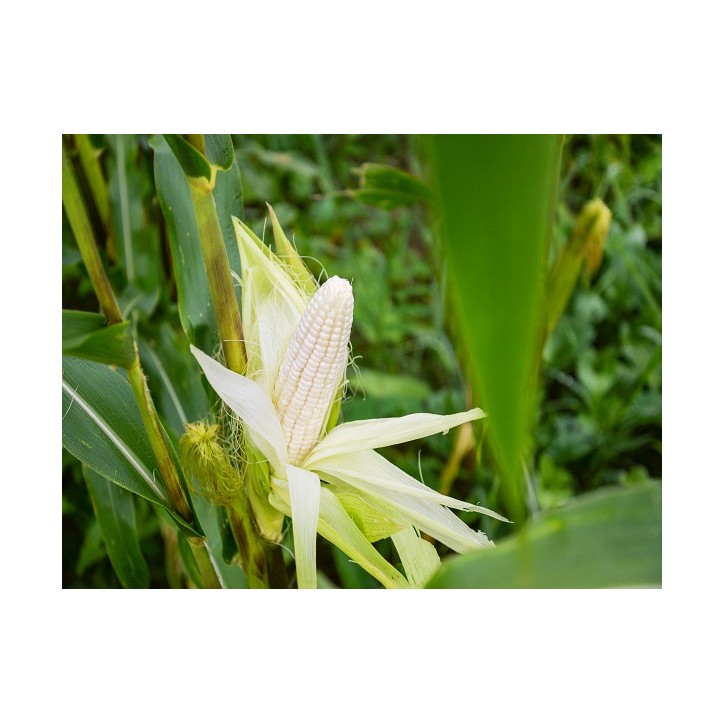 Stowell's Evergreen Corn