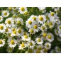 Chamomile Seeds Chamomile Seeds