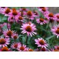 Echinacea Seeds - Purple Cornflower Echinacea Seeds - Purple Cornflower