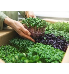 10 Variety Microgreen Starter Heirloom Seed Package