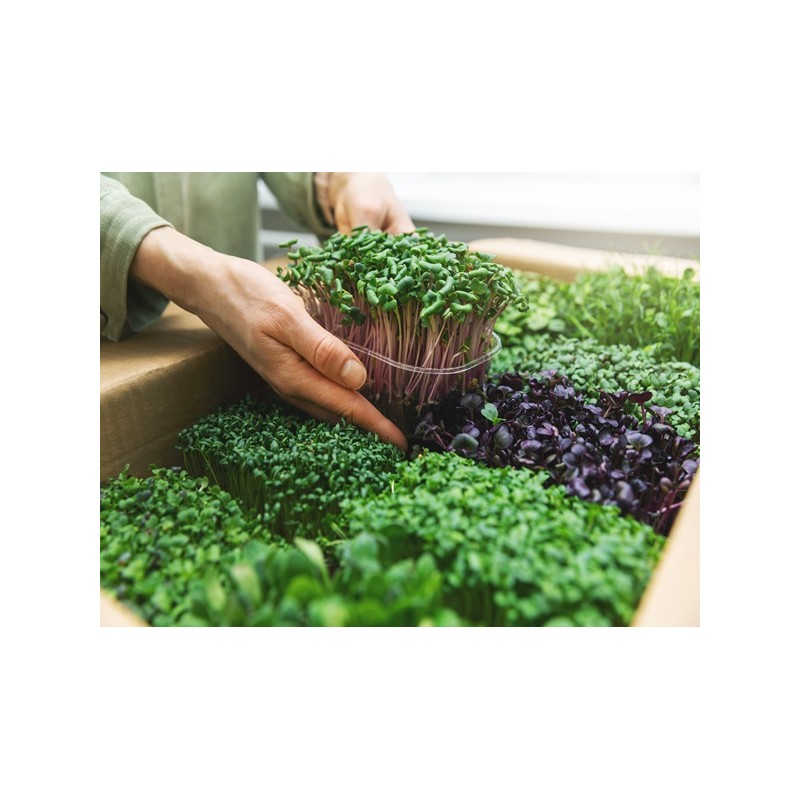 Variety Microgreen Starter Heirloom Seed