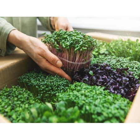 Variety Microgreen Starter Heirloom Seed