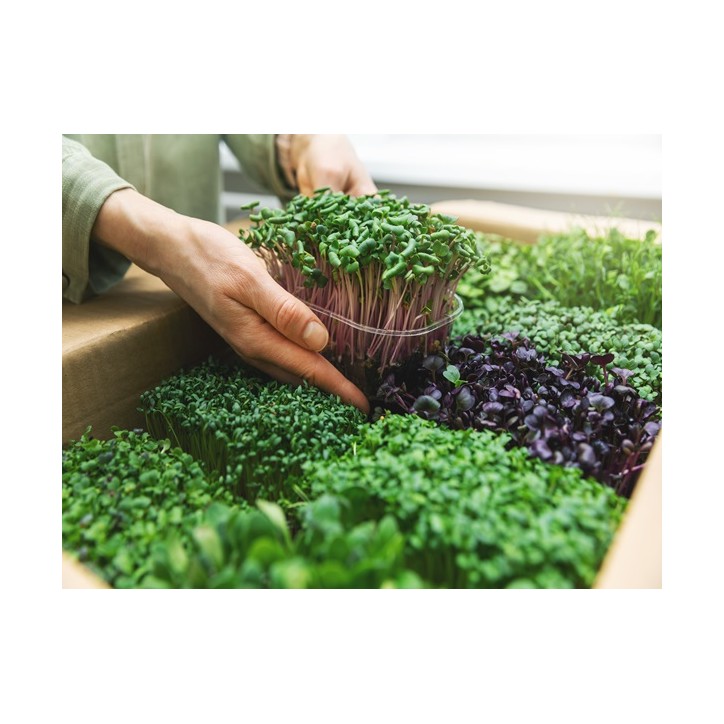 10 Variety Microgreen Starter Heirloom Seed Package