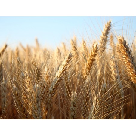 8 Variety Grain Heirloom Seed Package