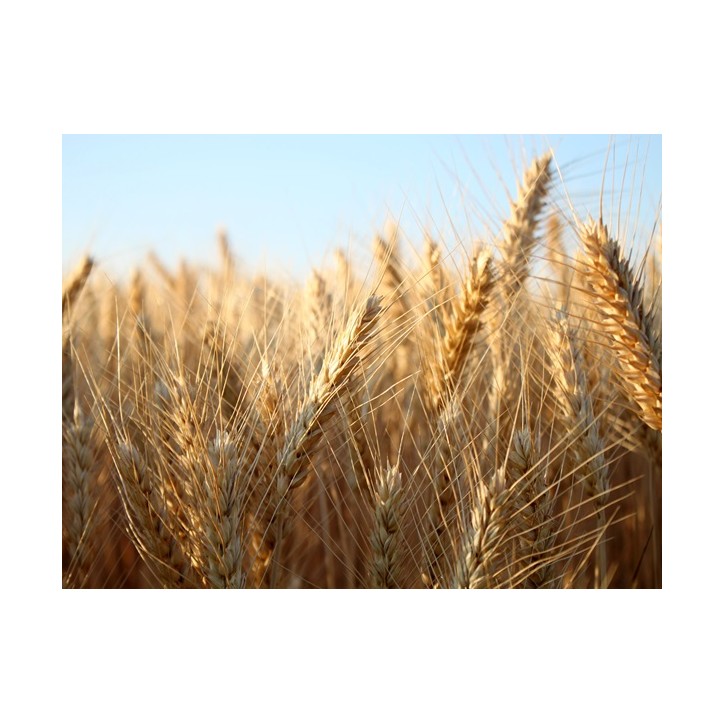 8 Variety Grain Heirloom Seed Package