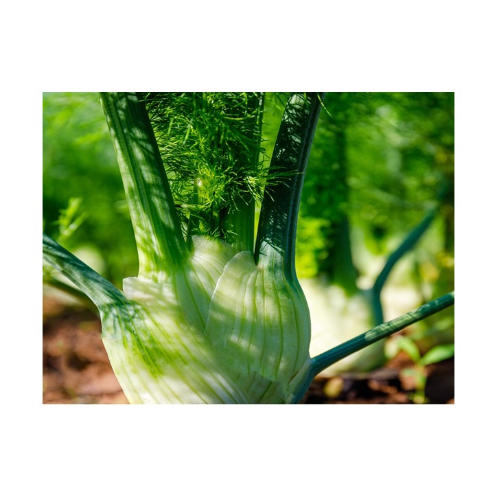 Florence Fennel