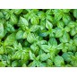 Italian Large Leaf Basil Seeds