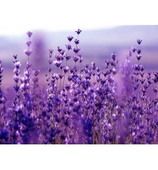 Lavender Vera