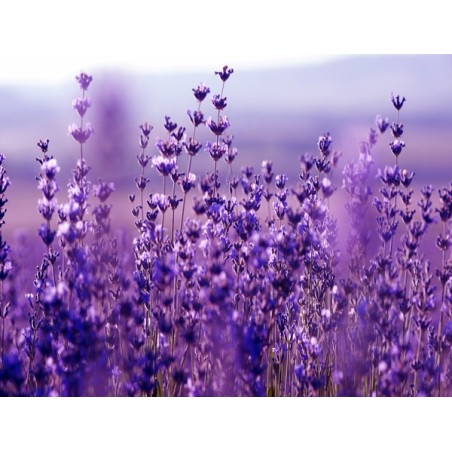 Lavender Vera