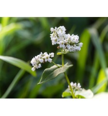 Buckwheat (Organic)