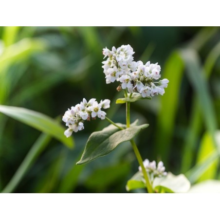 Buckwheat (Organic)