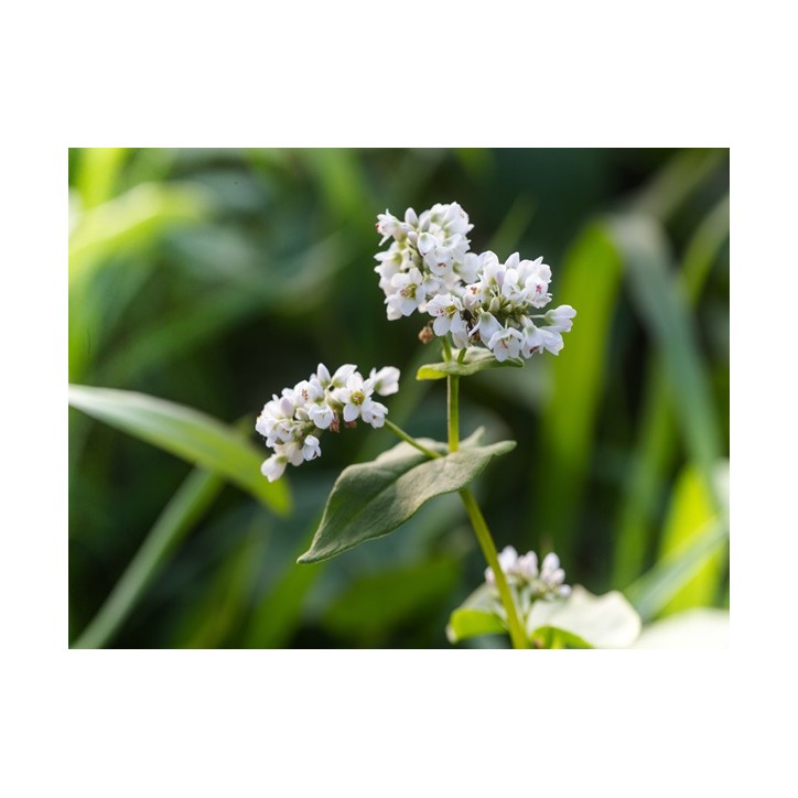 Buckwheat (Organic)