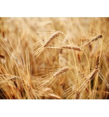 Hard Red Winter Wheat (Organic)