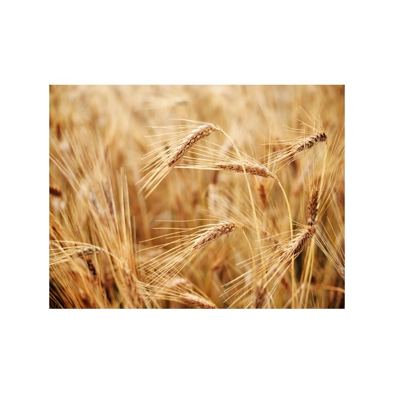 Hard Red Winter Wheat (Organic)