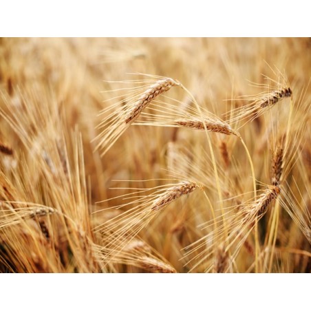 Hard Red Winter Wheat (Organic)