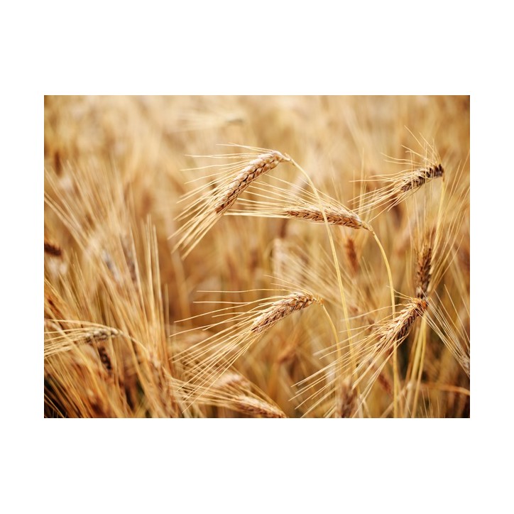 Hard Red Winter Wheat (Organic)