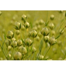 Flax (Organic)