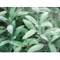 Sage