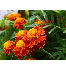 French Marigold