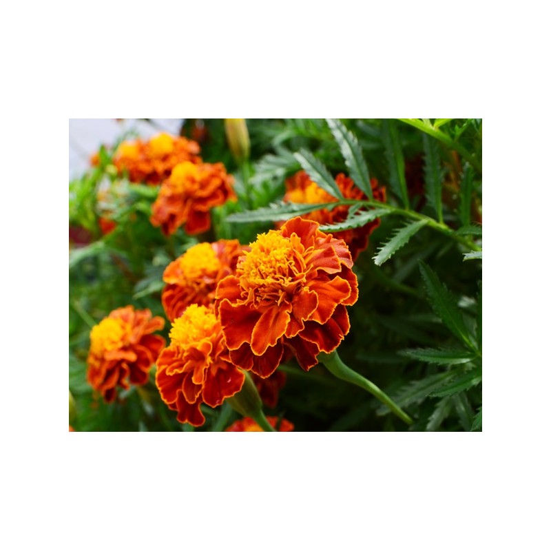 French Marigold