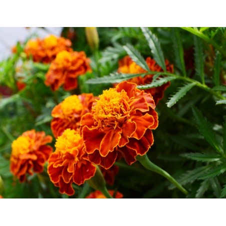 French Marigold