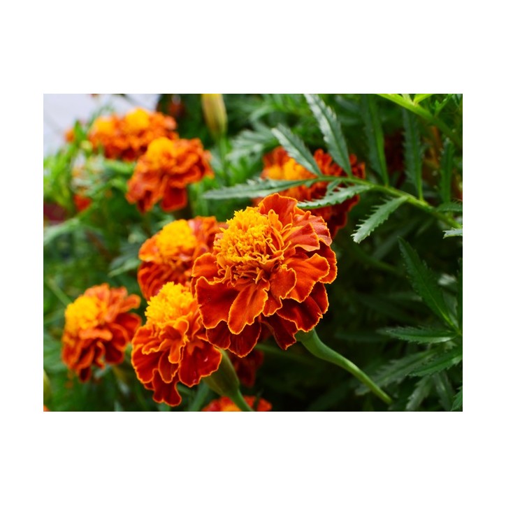 French Marigold