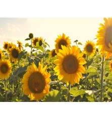 Large Grey Stripe Sunflower