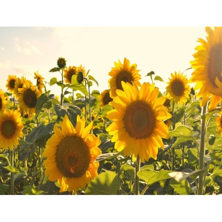 Large Grey Stripe Sunflower