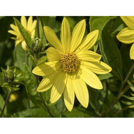 Lemon Queen Sunflower