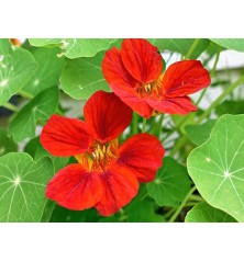 Nasturtium