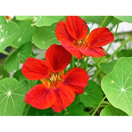 Nasturtium