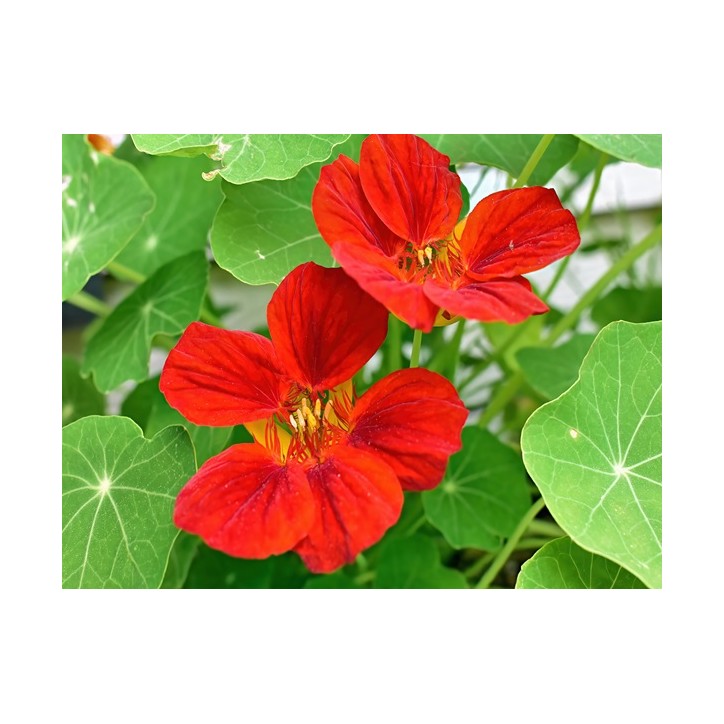 Nasturtium