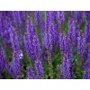 Premium Hyssop Seeds | Heirloom Purple Flower & Herb | The Seed Guy