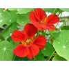 Premium Nasturtium Seeds | Edible Flowers & Trap Crop | The Seed Guy