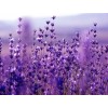 Premium English Lavender Seeds | Heirloom & Non-GMO | The Seed Guy