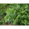 Lovage Seeds | Heirloom Perennial Herb for Kitchen & Medicine | The Seed Guy