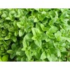 Premium Oregano Seeds | Heirloom & Non-GMO | The Seed Guy