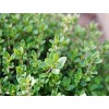 Thyme Seeds | Heirloom English Broadleaf Thyme | The Seed Guy