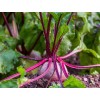 Beet Seeds - Buy Non GMO Heirloom Beet Seeds