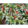 Pepper Seeds - Buy Non GMO Heirloom Pepper Seeds