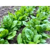 Heirloom Spinach Seeds | The Seed Guy