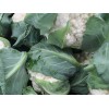 Cauliflower Seeds - Buy Non GMO Heirloom Cauliflower Seeds