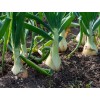 Onion Seeds - Buy Non GMO Heirloom Onion Seeds