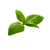 Arugula