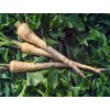 Shop Parsnip Seeds | Heirloom & Non-GMO Garden Seeds | The Seed Guy